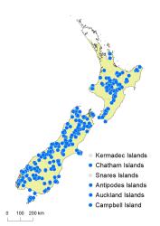 Lycopodium fastigiatum distribution map based on databased records at AK, CHR & WELT.
 Image: K.Boardman © Landcare Research 2019 CC BY 4.0